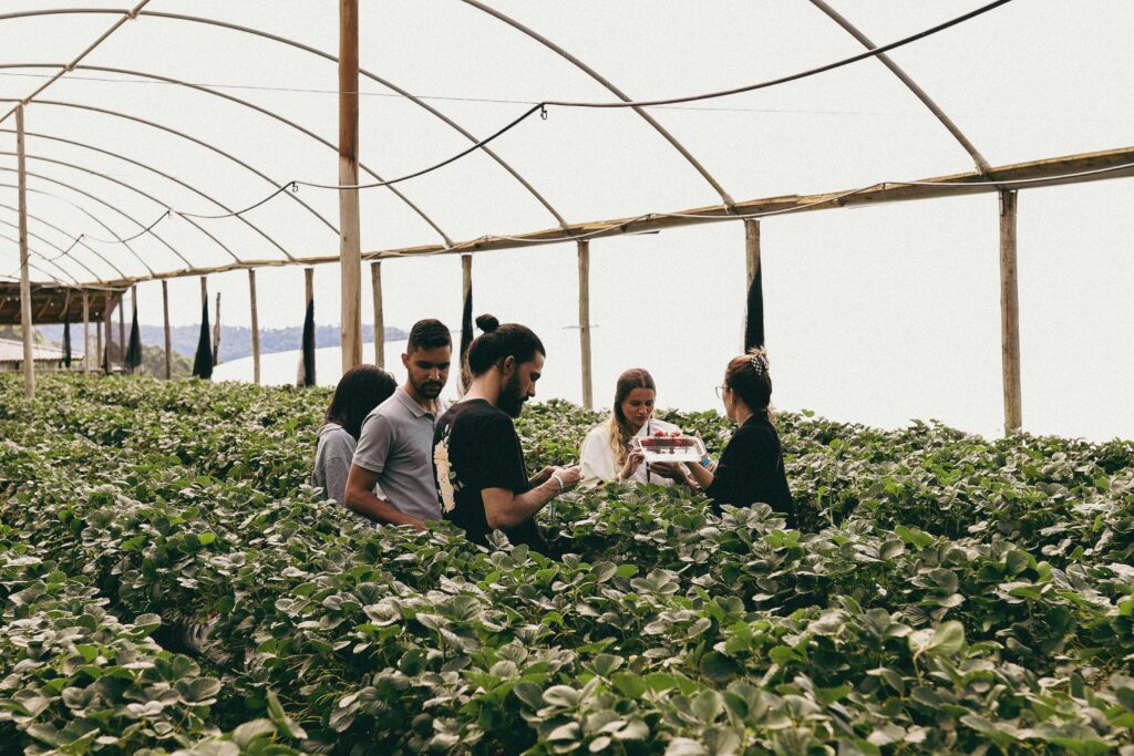 Group of people harvesting strawberries in a greenhouse, showcasing teamwork and agriculture.